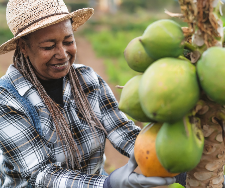 A senior woman working outdoors picking fresh produce.